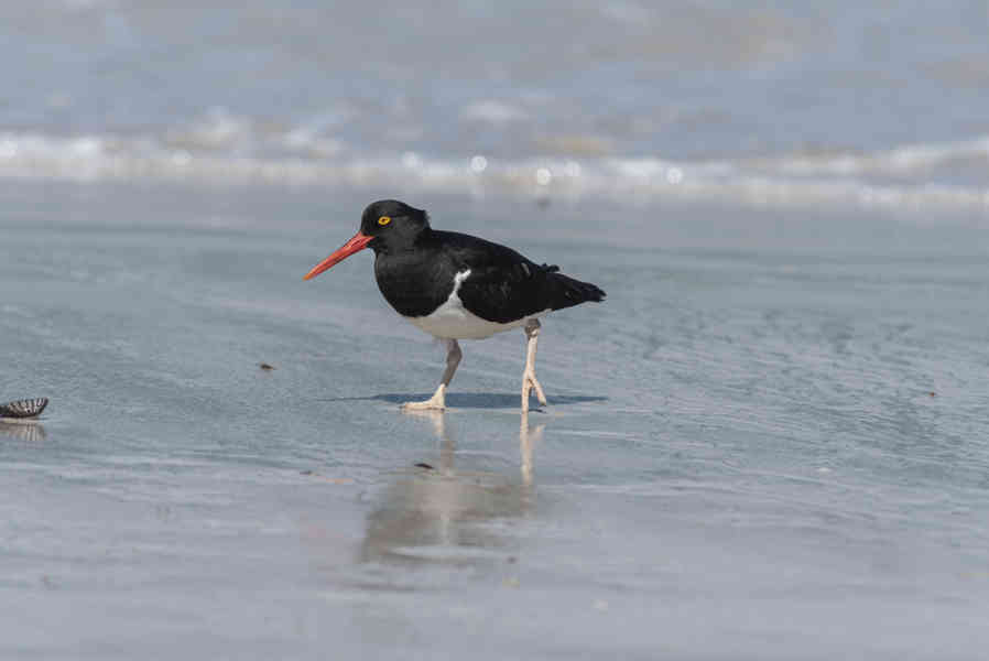 Pájaro Ostrero Austral - islas Falkland o Malvinas 01.jpg